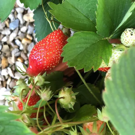 Lägenhet La Grange Yviers